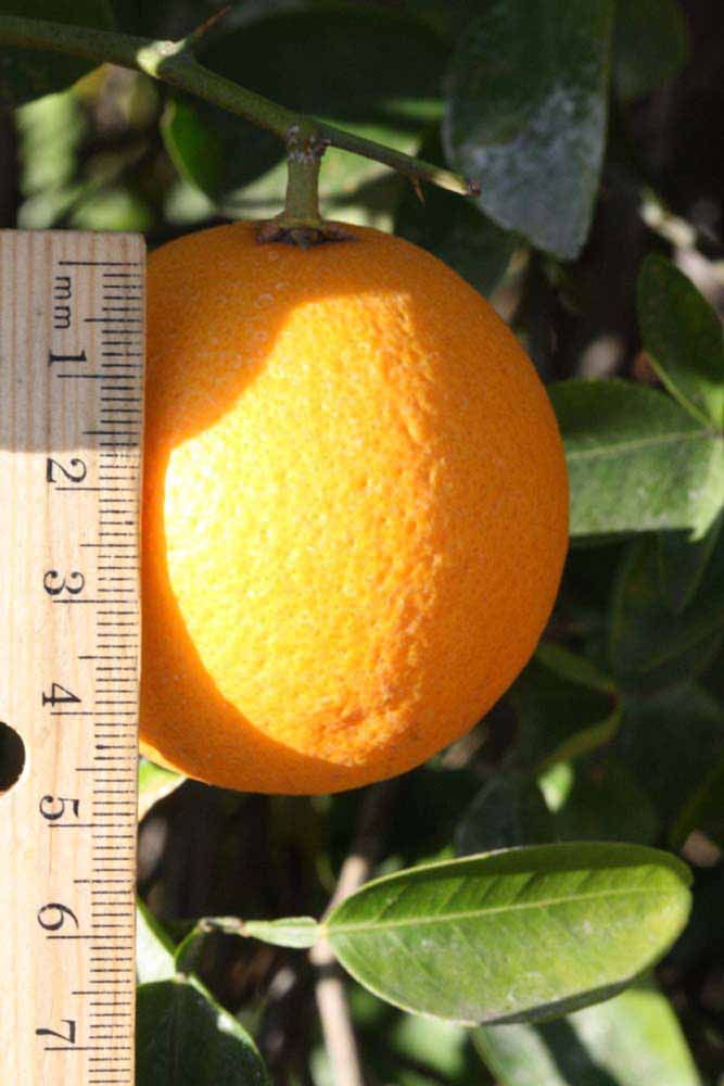            Fruit (Riverside, CA)   